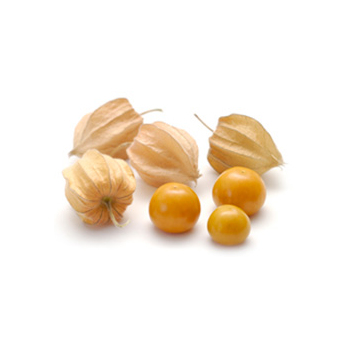 Physalis