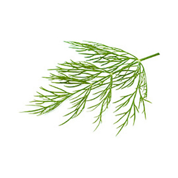 Dill
