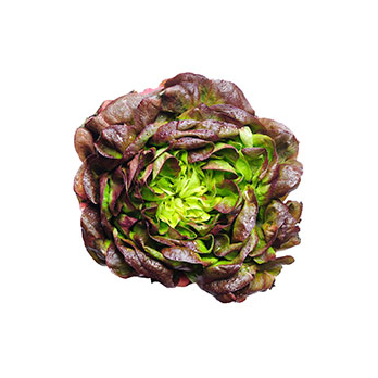 Salanova