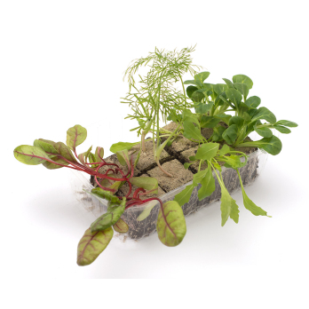 Gartenblumen, Jungpflanzenpaket