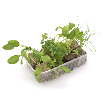 Schattengarten, Jungpflanzenpaket