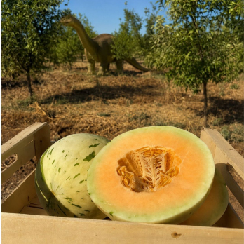 Honigmelone "Dino-Ei" ca. 1,7 kg