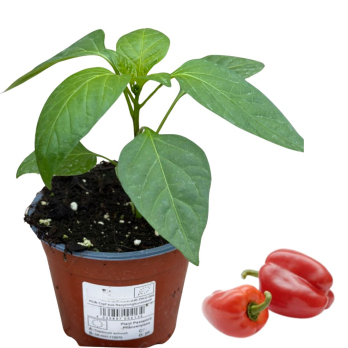 Paprika rot, Jungpflanze