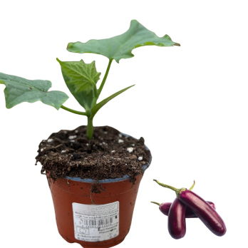 Mini-Aubergine, Jungpflanze