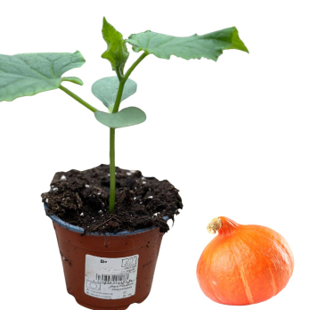 Kürbis Hokkaido, Jungpflanze