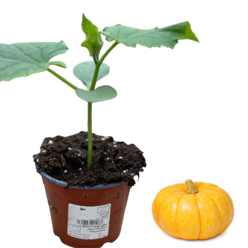 Kürbis gelber Zentner, Jungpflanze