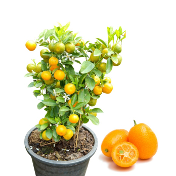 Kumquat, Jungpflanze