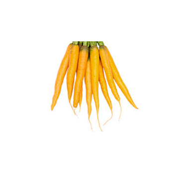 Möhren gelbe Marie