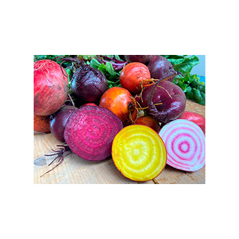 Bunte Bete im Bund