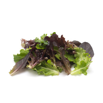 Babyleaf Salat