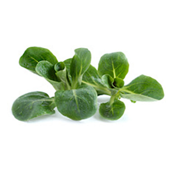 Feldsalat