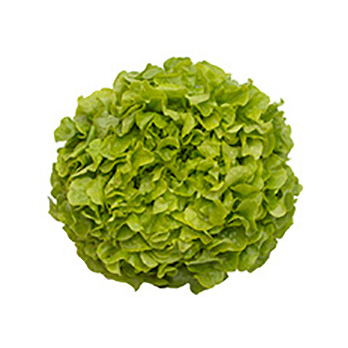 Eichblattsalat rot / grün