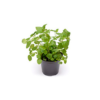 Zitronenmelisse im Topf