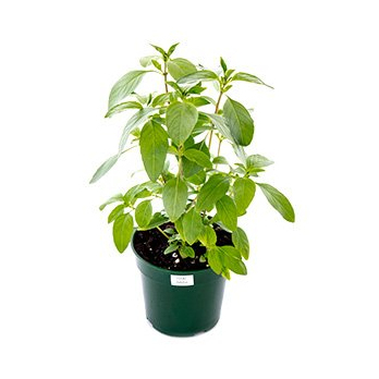 Basilikum Thai im Topf