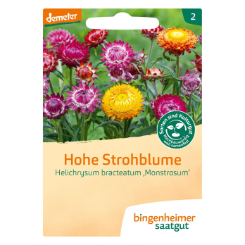 Hohe Strohblume