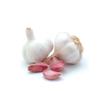 Knoblauch getrocknet
