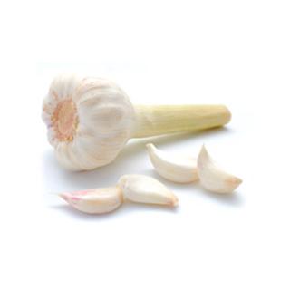 Knoblauch frisch