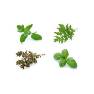 Kräuterbund des Tages