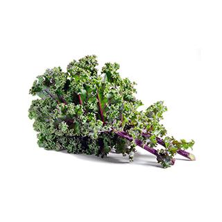 Wildkohl "Red Kale"