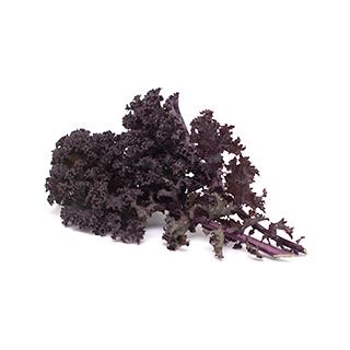 Wildkohl "Roter Barbar"