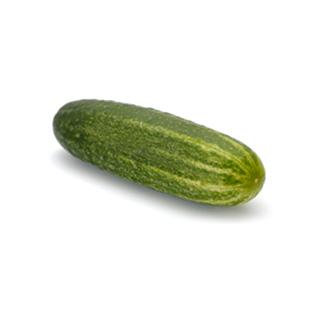 Schmorgurken - nur zeitweise verfügbar, schwierige Ernte