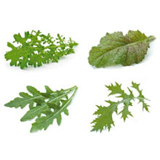 Wildsalatmix