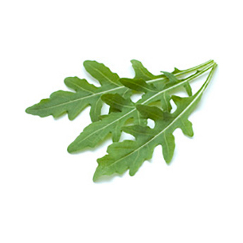Rucola