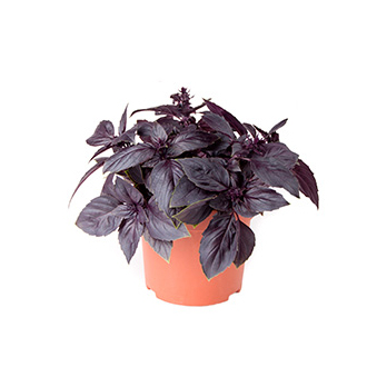 Basilikum rot im Topf