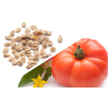 Saatgut Tomate »Vierländer Platte«
