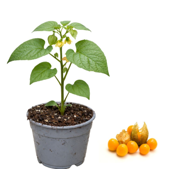 Physalis, Jungpflanze