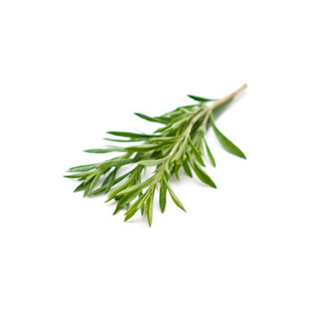 Bergbohnenkraut